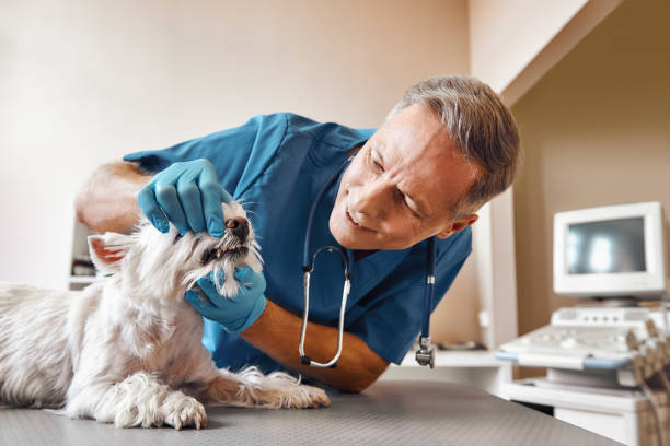 Best Emergency Dentist for Knocked-Out Tooth in Chisholm, ME